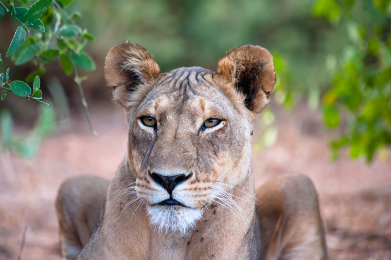 kenya, safari animalier, 80 jours voyages