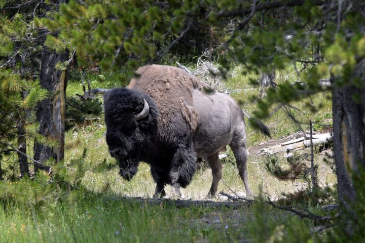 Bison - Yellowstone - Sylvain Chermette - 80 Jours Voyages